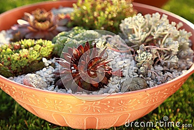 Small rock garden Stock Photo