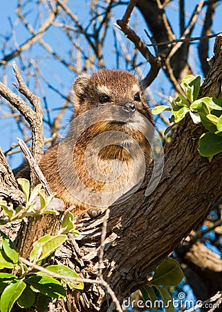 Small Rock hyrax perched on a leafy green tree branch surrounded by a natural wooded environment Stock Photo