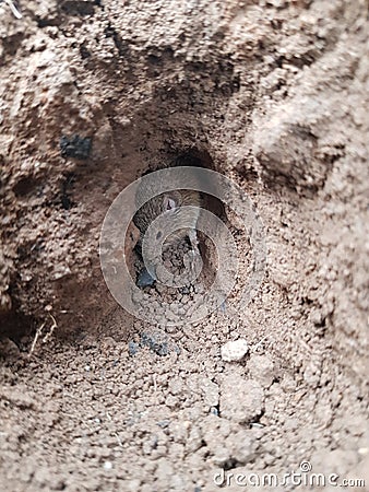 Small rodent hiding on the edge of his tunnel. Stock Photo