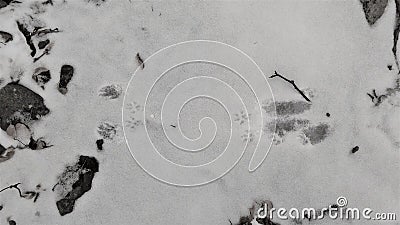 American marten tracks in snow Stock Photo