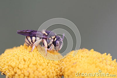 A small rotund resin bee, Anthidiellum strigatum on common dogwo Stock Photo