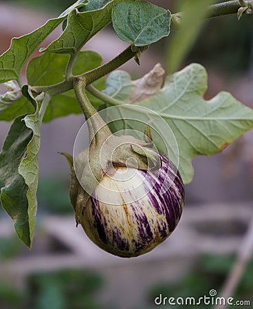 Small Round Eggplant on the vine Stock Photo