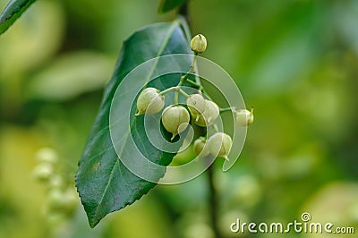 Small round green seeds on a bush with green leaf Stock Photo