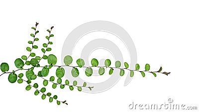 Small round leaves of ground cover creeping plant, Roundleaf bin Stock Photo