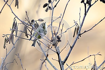 Ruby Crowned Kinglet perched sining in sunset, Athens, Georgia, USA Stock Photo