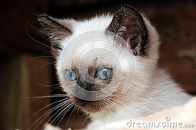 Cute sacred burma kitten head portrait Stock Photo