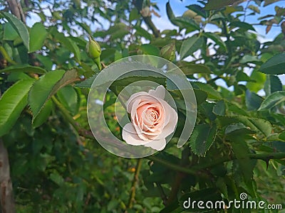 Small salmon rose button Stock Photo