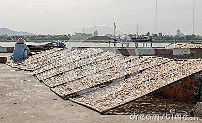 Small salted fish dried under the sunlight Danang, Vietnam 2016 Editorial Stock Photo