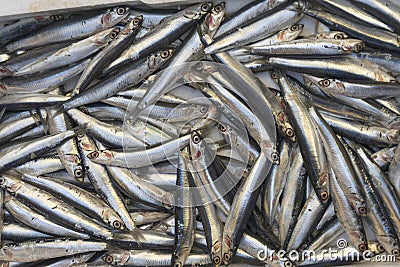 Many small sardines on street sea food and fish market in Naples, Italy. Fresh raw pilchard is main compound of mediterranean diet Stock Photo