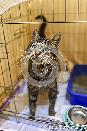 Small scared cats in a cage in a shelter waiting for a home Stock Photo