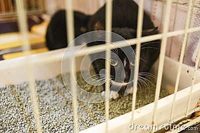 Small scared cats in a cage in a shelter waiting for a home Stock Photo