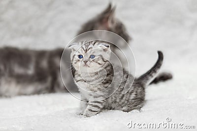 Small scottish fold kitten and big gray maine coon cat Stock Photo