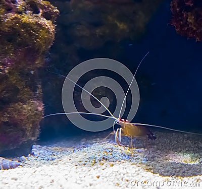 Small sea crayfish with long antenna at the bottom hiding under some rocks Stock Photo