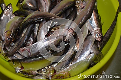 Small sea dietary fish sprat in a green colander Stock Photo