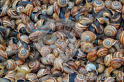 Small sea snails at market still alive Stock Photo