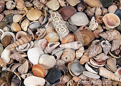 Small Seashells Stock Photo