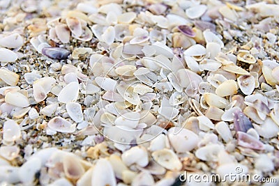 Small seashells. Beach. Bright sand Stock Photo