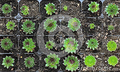 Small Sedum Plants Growing in a Tray Stock Photo