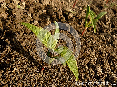 Small seedlings of ash leaved maple Stock Photo