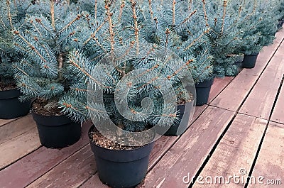 Small seedlings of blue spruce trees in pots, wooden floor, Christmas sale, festive backgrounds Stock Photo