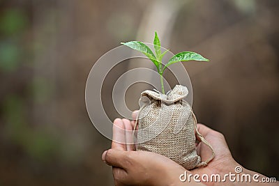 Small seedlings that grow in human hands, plant trees to reduce global warming, Forest conservation, World Environment Day Stock Photo