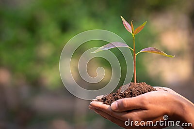 Small seedlings that grow in human hands, plant trees to reduce global warming, Forest conservation, World Environment Day Stock Photo