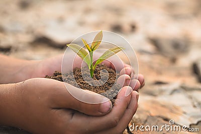 Small seedlings that grow in human hands, plant trees to reduce global warming, Forest conservation, World Environment Day Stock Photo