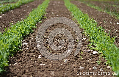 The small seedlings that grow visibly Stock Photo