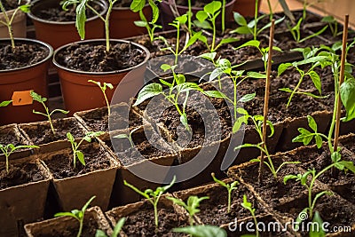 Small seedlings is growing in cultivation trays Stock Photo