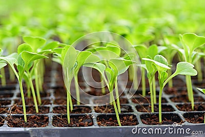 Small seedlings of lettuce in cultivation tray Stock Photo