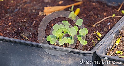 Small seedlings growing in a seed box Stock Photo