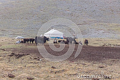 A small settlement of the nomadic people of Mongolia. A herd of yaks grazes near a yurt Stock Photo