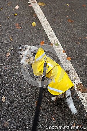 Small shetland sheepdog sheltie puppy with yellow raincoat sitting on pedestrian path with autumn leafs fallen on ground Stock Photo