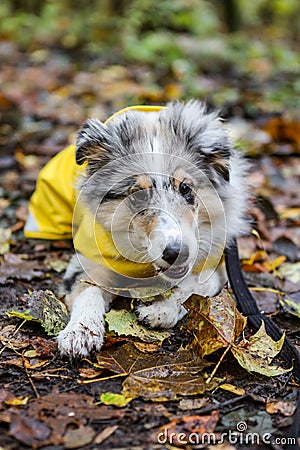 Small shetland sheepdog sheltie puppy with yellow raincoat sitting on wood path with early autumn leaves fallen on ground Stock Photo