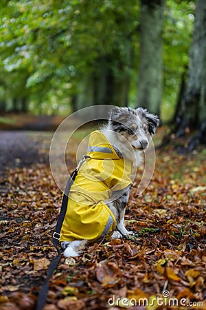 Small shetland sheepdog sheltie puppy with yellow raincoat sitting on wood path with early autumn leaves fallen on ground Stock Photo