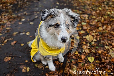 Small shetland sheepdog sheltie puppy with yellow raincoat sitting on wood path with early autumn leaves fallen on ground Stock Photo