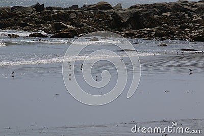 Small shorebirds walking on the beach Stock Photo