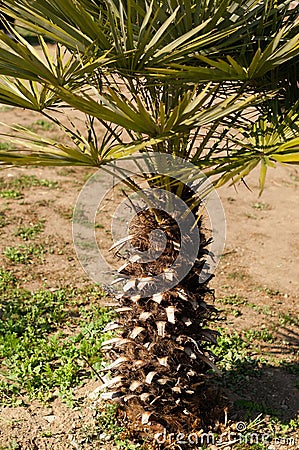 Small short palm tree, tropical beach concept. Stock Photo