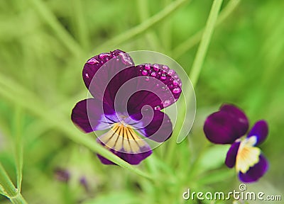 Little shy flowers Stock Photo