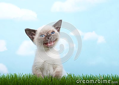 Small siamese kitten meowing in grass Stock Photo