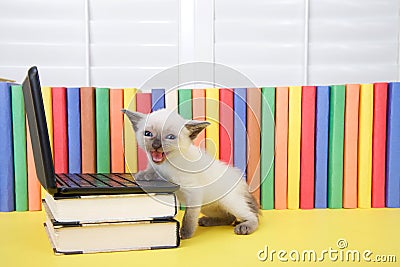 Small siamese kitten meowing at viewer by computer Stock Photo