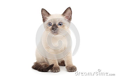 Small Siamese kitten stands Stock Photo