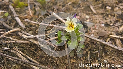 Small single flower of Viola arvensis. Stock Photo