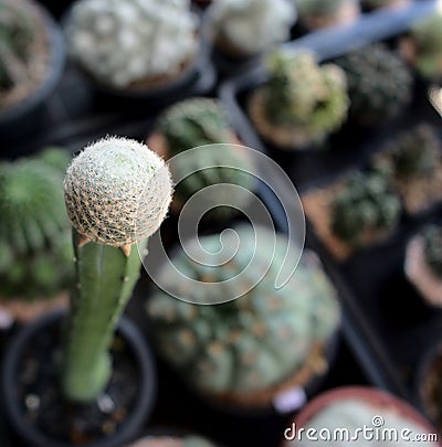 Small single towering cactus in pot with blurred background, cacti desert plant. Stock Photo