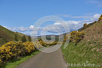 The small single tracked road through Quharity Glen with Flowering Gorse flanking it on the Hillside. Stock Photo