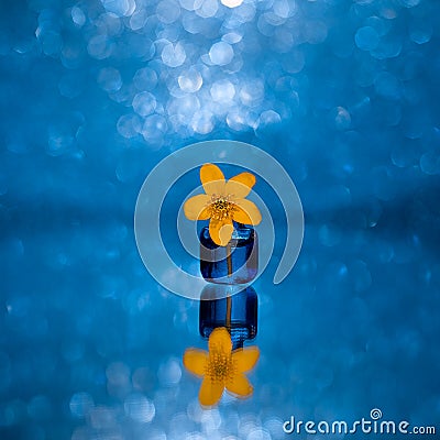 A small single yellow flower in a tiny glass vase on a blue bokeh background. Stock Photo