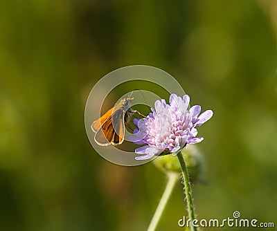 Small Skipper Butterfly Stock Photo