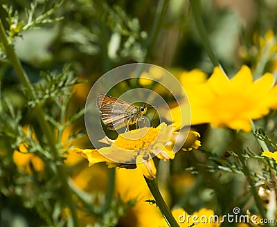 Small Skipper Stock Photo