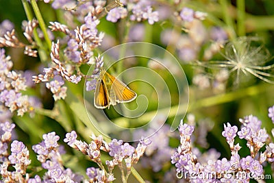Small Skipper butterfly on sea lavender. Stock Photo