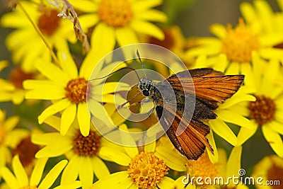 Small Skipper Feeding Stock Photo